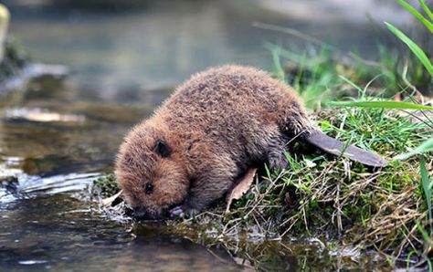 Nosara, Baby Beaver, Inspiring Photos, صور مضحكة, Amazing Animals, Weird Animals, Cute Animal Pictures, Cute Creatures, Sweet Animals