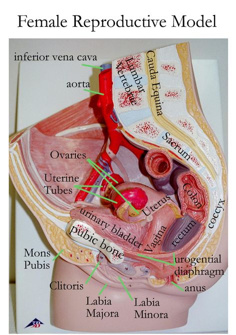 Anatomy Models Labeled, Female Reproductive System Anatomy, Female Pelvis, Anatomy Lab, Medicine Notes, Basic Anatomy And Physiology, Nurse Study Notes, Drivers Education, Nursing School Survival