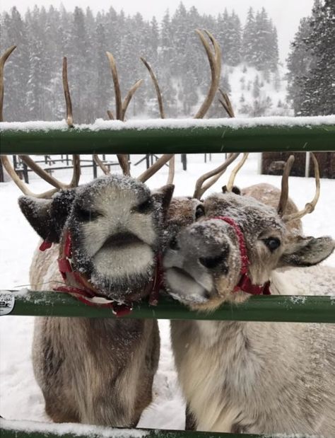 Reindeer Farm, Regnul Animal, Christmas Dreaming, Cosy Christmas, I Love Winter, Christmas Feeling, Wreaths Diy, Warm Christmas, Christmas Wonderland