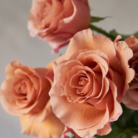 #rosaprimaroses #roses #RPexclusivities #weddingroses #weddingseason #floralstyling #floraldesign #rose #luxuryroses #luxuryweddingroses #flowerindustry #USA #Europe #RPMoab Moab Rose, Rehearsal Dinner Inspiration, Moab Wedding, Flower Types, Spring Garden Wedding, Rose Varieties, Flower Business, Floral Type, Wedding Menu Template