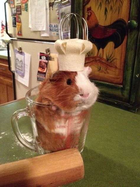 Doug the chef! Pig Pics, Guinea Pigs Funny, Funny Hamsters, A Hamster, Pet Guinea Pigs, Cute Guinea Pigs, Cute Small Animals, Silly Cats Pictures, Silly Animals