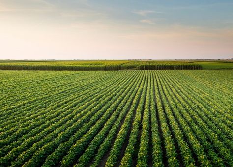 #jonathandaxcooke #agriculture Chile is a long, narrow country that hugs the coast of South America. https://daxcooke.net/all-about-the-agricultural-land-in-chile-by-jonathan-dax-cooke/ Field At Sunset, Agricultural Land, Land Use, The Coast, Geography, Agriculture, South America, Adobe Stock, This Is Us