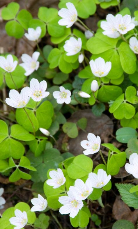 Sorrel Flower, Oxalis Acetosella, Wood Sorrel, Herbaceous Border, Wildlife Gardening, Magical Garden, Wild Plants, Love Garden, Courtyard Garden