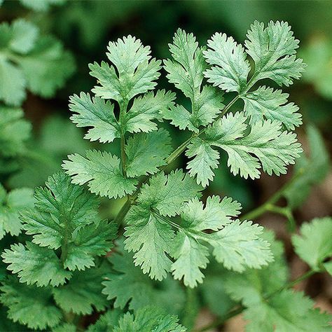 Garden Salsa, Cilantro Seeds, Growing Cilantro, Have Inspiration, Herb Seeds, Bed Ideas, Flower Bed, Growing Herbs, Planting Herbs