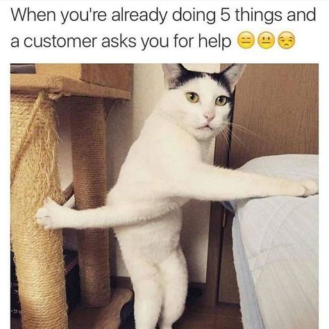 Barista Humor, Waitress Humor, Server Humor, Server Memes, Retail Humor, City School, Waltham Watch, Workplace Humor, Funny Cat Compilation