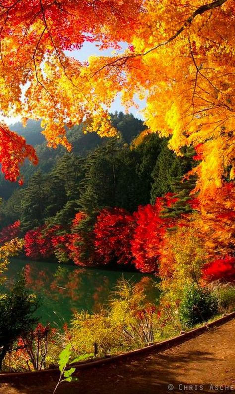 Hermosos colores! Fall Lovers, Autumn Wallpaper, Yamanashi, Japan Tattoo, Okinawa Japan, Autumn Scenes, Autumn Scenery, Autumn Painting, Autumn Beauty