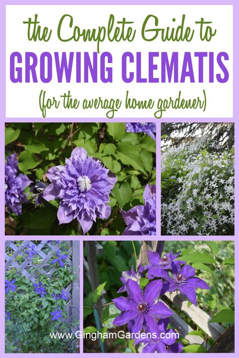 Do you want to liven up your garden or landscape with beautiful flowers that look like they’re blooming right out of a fairytale? Clematis is the perfect plant for you! With its vines that twist and twirl, clematis is known for taking gardens to the next level. From planting to maintenance to pruning, read on to discover how to get your clematis growing! Clematis Plant, Growing Clematis, Clematis Care, Clematis Varieties, Autumn Clematis, Longfield Gardens, Purple Clematis, Clematis Plants, Climbing Flowers