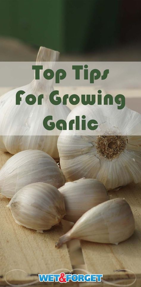 National Garlic Day is this week! Discover the top tips and tricks for growing garlic with our guide! Growing Garlic From Cloves, Garlic Plants, When To Plant Garlic, Garlic Growing, Grow Garlic, Harvesting Garlic, Soil Type, Planting Garlic, Garlic Seeds