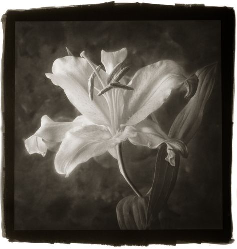 Platinum-palladium print on Arches Platine paper. 19.50″ x 19.75″ image size. 30.00″ x 24.00″ paper size. Edition of 30. العصور الوسطى, Lilies Of The Field, Stargazer Lily, Nothing But Flowers, Pastel Wallpaper, Art Sketchbook, Sake, Art Inspo, Art Reference