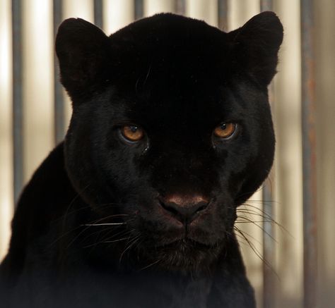 Black Jaguar Animal, Wattpad Aesthetic, Jaguar Animal, Luxury Couple, Aesthetic Luxury, Black Jaguar, Pretty Animals, Black Animals, Cat Aesthetic