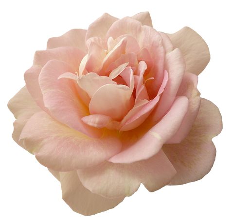 Beautiful pink rose flower Pink Flower Png, Flower Png Images, Rosé Png, Rose Clipart, Transparent Flowers, Aesthetic Roses, Flower Icons, Beautiful Pink Roses, Rosé Aesthetic