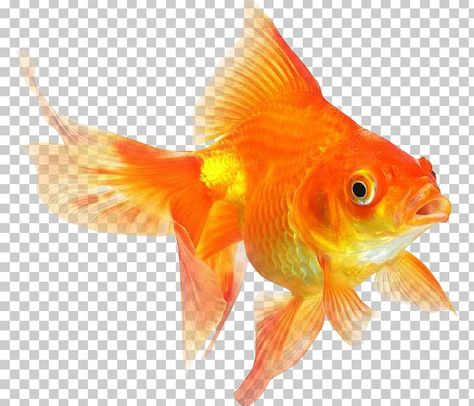 Goldfish Party, Png Drive, Common Goldfish, Fish Png, Goldfish Art, Colourful Fish, Clipart Animals, Photo Elements, Koi Art