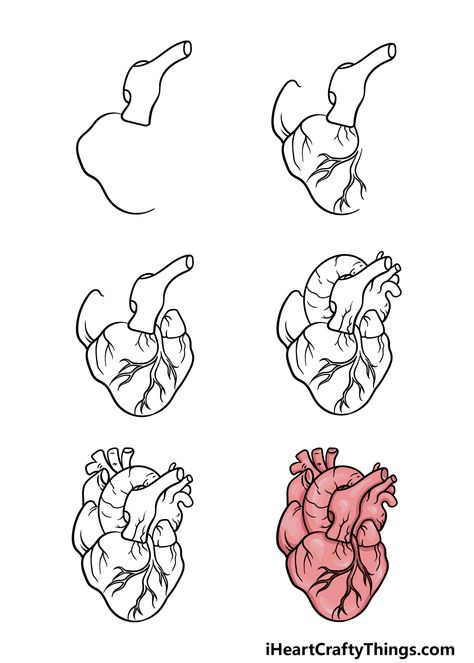 Two Hearts Drawing, How To Draw A Real Heart, Human Heart Painting On Canvas, How To Draw A Heart Organ, Heart Drawing Color, Human Heart Drawing Easy, Hart Draw, How To Draw A Heart, Human Heart Painting