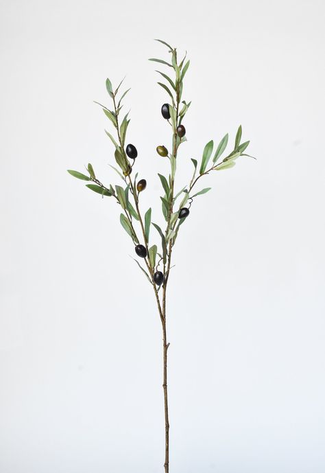 Olive Tree Sketch, Olive Green Decor, Pictures Of Leaves, Olive Decor, Olive Green Wallpaper, Green Era, Branches With Leaves, Stem Plant, Flower Reference