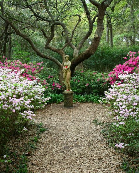 Garden Statues: Tips to Make Them Look Stunning in Your Yard Elizabethan Garden, Roanoke Colony, Manteo Nc, Forest Dweller, Roanoke Island, Weeping Angel, Secret Forest, Angel Statue, Forest Garden