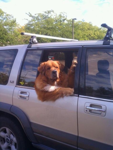 QUESTION 20: Where is this dog going in such a hurry? | 27 Questions That Are Guaranteed To Improve Your Day Happy Birthday Dog, Funny Pictures For Kids, Tibetan Mastiff, Silly Dogs, Funny Dog Pictures, Dog Car, Funny Animal Pictures, Dog Memes, Mans Best Friend