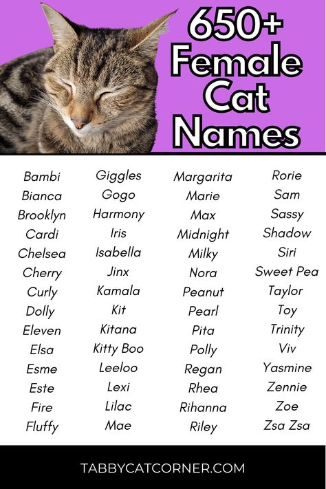 Here are some of our favourite female cat names! For the full list check out https://tabbycatcorner.com/female-cat-names/ #catnames #femalecatnames #tabbycats #tabbycatcorner Sphynx Cat Names, Cat Name Ideas Unique, Black Cat Names Female, Female Cat Names Unique, Cat Names Girl, Cat Names Unique, Cat Symbolism, Girl Cat Names, Cat Sayings