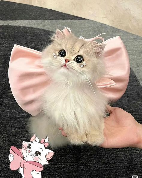 Meaw Cat (@meawcat_) • Instagram photos and videos Cat Pics Aesthetic, Kitten Collars, Image Chat, Cute Little Kittens, Gorgeous Cats, Cute Cats Photos, Cute Cat Gif, Little Kittens, Funny Cat Memes