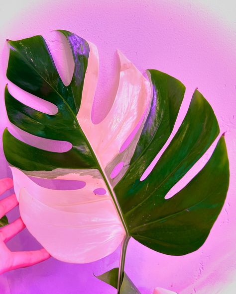 🚨 Restock of our Variegated Albo Monstera for only $140! 🚨 Get your wishlist plants before they sell out 🪴 #wishlistplant #albomonstera #variegatedmonstera #monsteraalbo #monsteraalbovariegata Pink Monstera, Sell Out, Vaulting, Tropical Plants, Pretty Wallpapers, House Plants, Plants, Pink, On Instagram