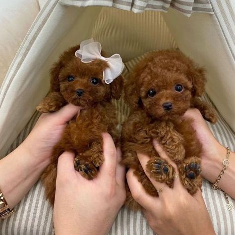 Toy Poodle Puppies For Sale | Davisboro, GA | Petzlover Teddy Bear Poodle, Teacup Poodle Puppies, Wallpaper Dog, Poodle Puppies For Sale, Tattoo Dog, Toy Dog Breeds, Aesthetic Dog, Dog Aesthetic, Drawing Dog