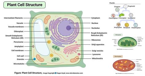 Definition of plant cell Plant cells are eukaryotic cells, that are found in green plants, photosynthetic eukaryotes of the kingdom Plantae which means they have a membrane-bound nucleus. They have a variety of membrane-bound cell organelles that perform various specific ... Read more The post Plant cell- definition, labeled diagram, structure, parts, organelles appeared first on Microbe Notes. Plant Cell Picture, Typical Plant Cell, Plant Cell Drawing, Plant Cell Parts, Plant Cell Labeled, Cell Definition, Plant Cell Diagram, Plant Cell Structure, Diagram Drawing