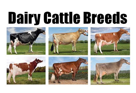 Cute cow blog Cattle Judging, Dairy Cow Breeds, Jersey Cow Milk, Cow Breeds, Jersey Cattle, Guernsey Cow, Breeds Of Cows, Show Cows, Livestock Farming