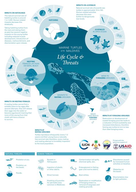 Medical Poster Design, Turtle Life Cycle, Scientific Poster Design, Academic Poster, Info Poster, Medical Poster, Scientific Poster, Mises En Page Design Graphique, Infographic Layout