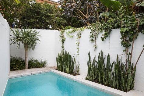 Pool Fencing Landscaping, Long Planter, Plants For Raised Beds, Bronte Beach, Narrow Garden, Swimming Pool Landscaping, Small Pool Design, Landscape Construction, Fence Landscaping