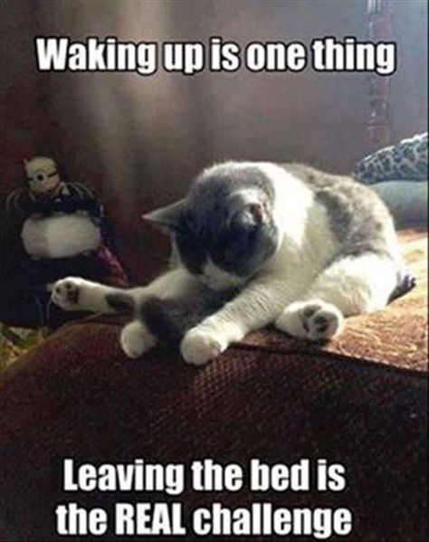 waking up meme Funny Animal Pictures, A Cat, Animal Pictures, Good Morning, Memes, Funny