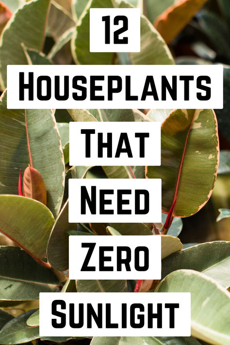 "Discover the ultimate guide to 12 Houseplants That Need (Almost) Zero 
Sunlight! Perfect for beginners and busy plant lovers, these indoor low 
light plants thrive in minimal lighting conditions. Explore our curated 
list of low light house plants, including resilient household 
plants that require little care. From stunning hanging plants to 
versatile indoor plants, Ideal for apartments and offices, these plants are 
perfect for anyone seeking easy plant care solutions. !" Plant Hanger Indoor, Plants That Need No Light, Low To No Light Indoor Plants, Indoor Plants No Light, Bedroom Plants Decor Ideas Small Spaces, Zzz Plant Care, Small Low Light Plants Indoor, Fun House Plants, Indoor Plants No Sunlight