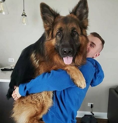 But there are some costs of this frienship Big German Shepherd, Baby German Shepherds, German Sheperd Dogs, Best Guard Dogs, Gsd Dog, Labrador Dog, Bad Dog, Puppy Eyes, Guard Dogs