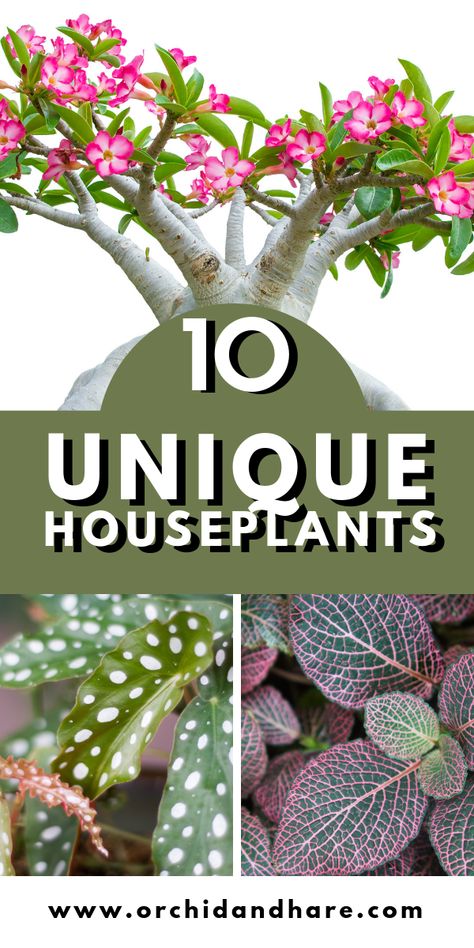 Unusual Houseplants, Growing Vegetables Indoors, Popular House Plants, Easy House Plants, Tattoo Plant, Unique Houseplants, Tree Tree, Indoor Plant Care, Best Indoor Plants