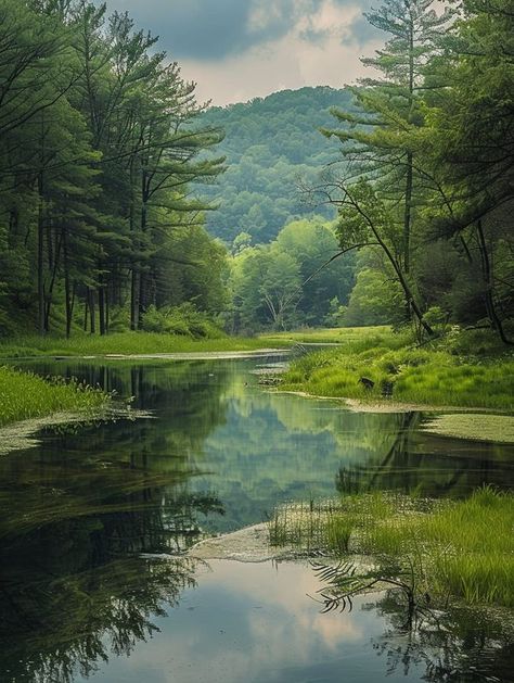 West Virginia, Monongahela National Forest, National Forest, Virginia, Favorite Places, Forest