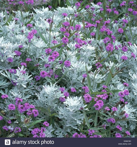 Download this stock image: Plant Association - with Verbena rigida and Artemisia stelleriana 'Nana' PAS084335 Photos Hort - GGM19C from Alamy's library of millions of high resolution stock photos, illustrations and vectors. Verbena Rigida, Planting Schemes, Pot Gardening, Dry Garden, Modern Landscape, Cottage Gardens, Buy Plants, Plant Combinations, Window Boxes