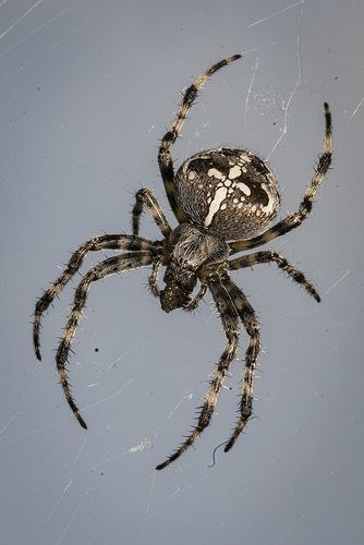 Spider Reference, Spider Photo, Arachnids Spiders, Huge Spiders, Types Of Spiders, Spider Species, Spider Web Tattoo, Real Spiders, Garden Spider