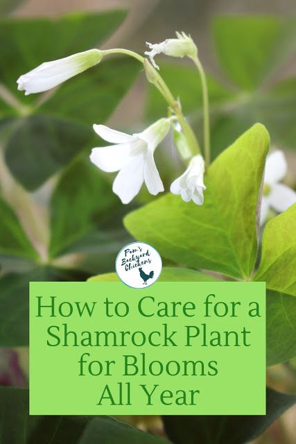 Shamrock Plant, Clover Plant, Wood Sorrel, Inside Garden, Household Plants, Plant Care Houseplant, Growing Plants Indoors, Summer Plants, Backyard Chickens