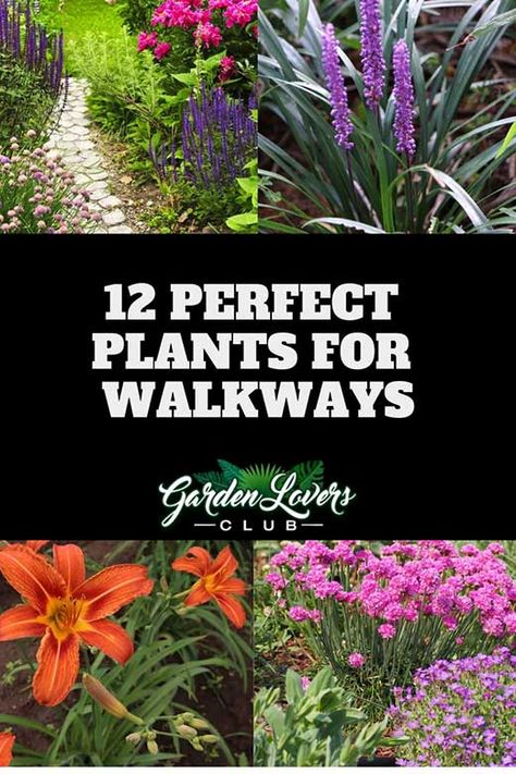 12 Perfect Plants for Walkways (Photos) - Garden Lovers Club Flower Lined Walkway, Best Plants For Walkways Pathways, Pathway Flower Bed, Flowers Along Walkway, Plants Lining Walkway, Plants Along Pathway, Landscaping Front Walkway, Landscape For Walkway, Plants For Narrow Walkway