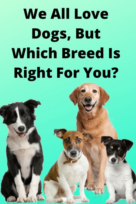 There's a dog breed out there for almost any type of temperament and personality. If you are thinking about adding a pet to the family, it is often best to do your research and pick a breed and a dog that matches your lifestyle. If you were a dog, what kind would you be? Take this puppy personality test to find out! #pets #dogs #dog #personality #quiz Types Of Puppies Dog Breeds, Dog Personality Types, What Dog Should I Get Quiz, Types Of Dogs Breeds List, Where To Pet A Dog, What The Dog Doing, Dog Quizzes, Dog Breed Quiz, Dog Quiz