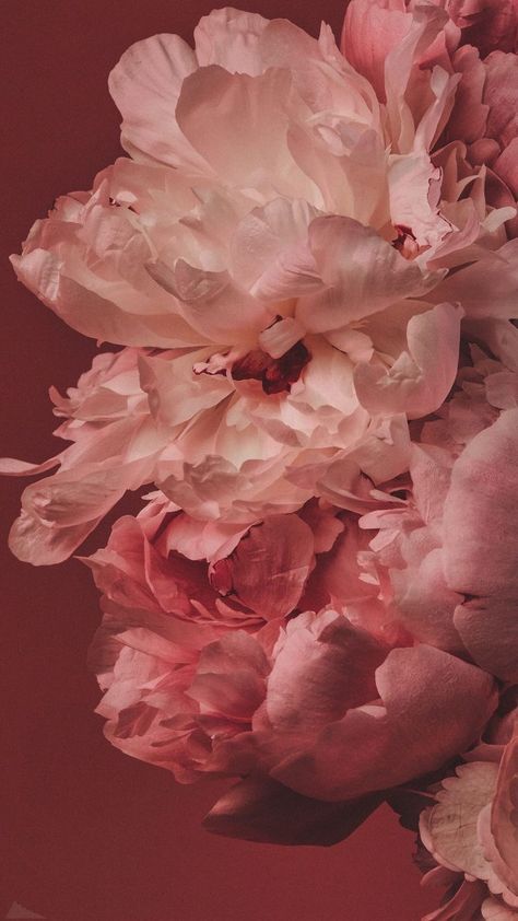 Wallpaper Backgrounds Aesthetic Iphone, Wallpaper Backgrounds Iphone, Aesthetic Wallpaper Backgrounds, Wallpaper Backgrounds Aesthetic, Wallpaper Aesthetic Wallpaper, Iphone Wallpaper Hd, Flowers Peonies, Instagram Branding Design, Iphone Wallpaper Aesthetic