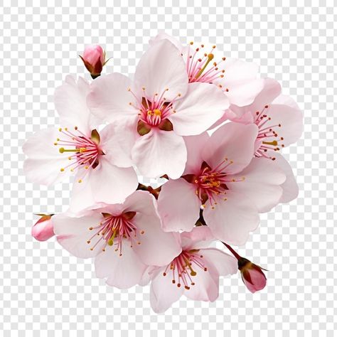 Cherry Blossom Flower, Plain Background, Plains Background, Cherry Blossom Flowers, Iconic Photos, Blossom Flower, Free Psd, Vector Photo, Cherry Blossom