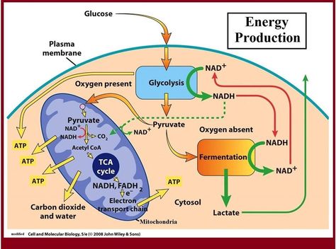 Cellular respiration: catabolic pathway for the production of adenosine triphosphate (ATP). ATP, a high energy molecule, is expended by working cells. Cellular respiration occurs in both eukaryotic and prokaryotic cells. There are three main stages of cellular respiration: glycolysis, the citric acid cycle, and electron transport/oxidative phosphorylation Cellular Respiration Diagram, Respiration Diagram, Aerobic Respiration, Adenosine Triphosphate, Anaerobic Respiration, Oxidative Phosphorylation, Cell Respiration, Citric Acid Cycle, Photosynthesis And Cellular Respiration