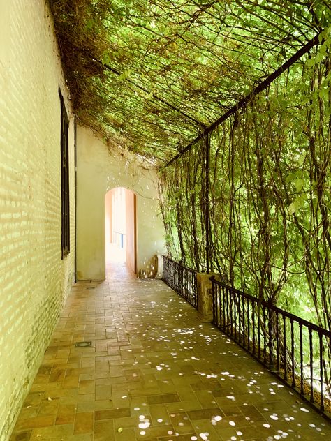 No filter... The green shone through this wall of vines which provided some much needed shade on this sunny HOT day in Seville, Spain. Vines On Home Exterior, Ivy On Balcony, Lattice Vine Wall, Vine Wall Outdoor, Vines On House Exterior, Vine Garden Ideas, Wire Pergola, Diy Vine Wall, Overgrown Vines