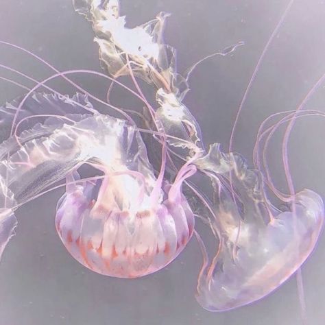 Jellyfish Swimming, Jellyfish Pictures, Sea Jellies, Pink Jellyfish, Princess Jellyfish, Piskel Art, Mermaid Aesthetic, Ocean Creatures, Marine Animals