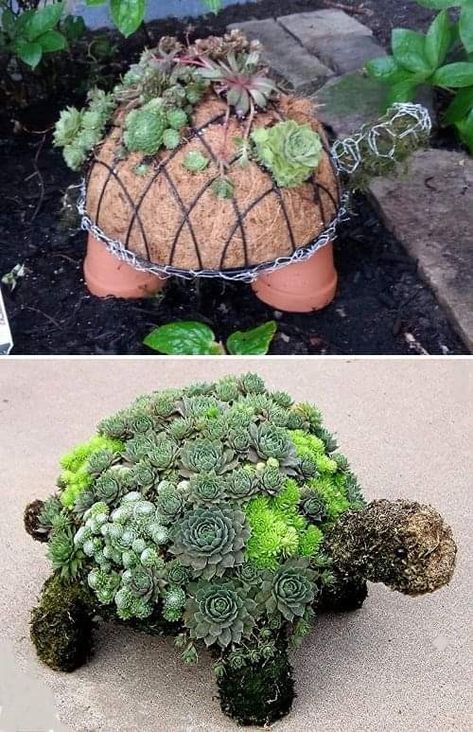 Succulent Turtle, Kaktus Dan Sukulen, Cheap Patio, Succulent Gardening, Ideas Patio, Patio Decorating, Succulents Diy, Garden Crafts, Patio Ideas