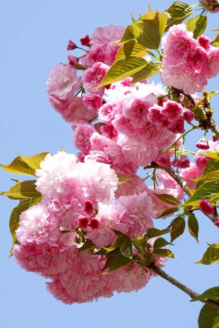 Kwanzan cherry blossoms. I hope to have one of these trees in my garden one day. Blossom Tree Garden, Cherry Tree Garden, Cherry Tree Tattoos, Ornamental Cherry, Palm Tree Photography, Flowering Cherry Tree, Tree Mural, Tree Garden, Spring Tree