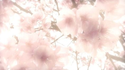 Sakura Wallpaper Laptop, Pink Stuff Aesthetic, Sakura Header, Light Pink Headers, Sakura Background, Flower Widget, Widget Pink, Flower Header, Pink Header