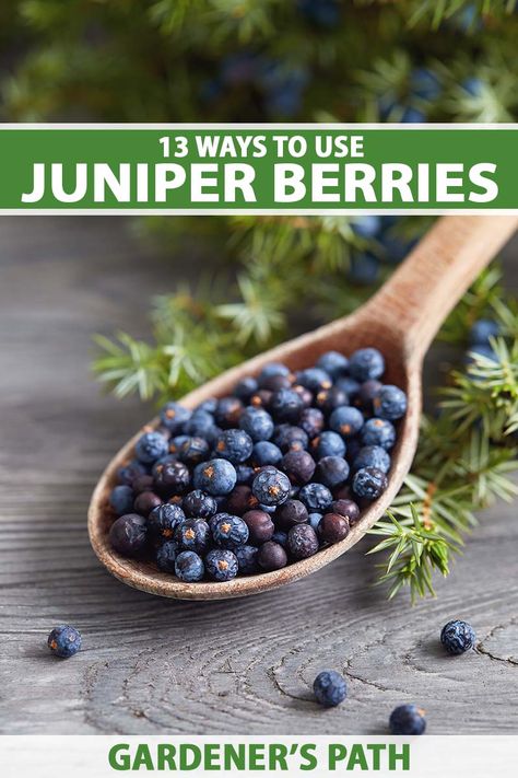 Cedar Berries Uses, Juniper Berry Essential Oil, Scientific Poster, Juniperus Communis, Wild Food Foraging, Wild Berries, Juniper Berries, Berries Recipes, Wild Edibles