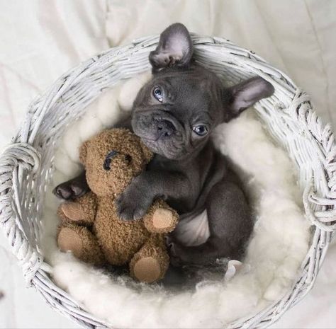 Frenchie Lovers Community 🐾 | So sweet 🥰❤️ | Facebook Frenchie Picture Ideas, French Bulldog Puppies Photoshoot, Newborn Frenchie Photoshoot, Puppies Photoshoot Ideas, Frenchie Puppy Photoshoot Ideas, Frenchie Photoshoot Ideas, Newborn Puppy Photoshoot Ideas, Puppy Litter Photoshoot Ideas, Frenchie Photoshoot