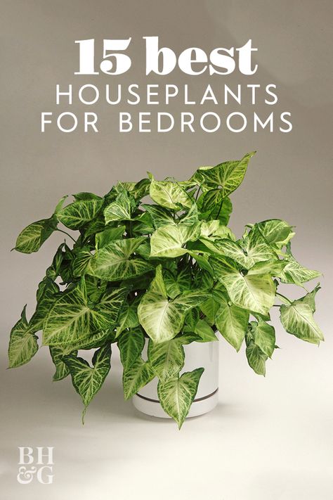 Want to know the best houseplants to grow in your bedroom. This list of the perfect houseplants for bedrooms is full of plants that will help you sleep and thrive in your space.  #houseplants #indoorgardening #plantsforyourbedroom #bhg Best Plants For Bedroom, Best Houseplants, Low Maintenance Indoor Plants, Household Plants, Plant Care Houseplant, Hanging Plants Indoor, Inside Plants, Low Light Plants, Best Indoor Plants