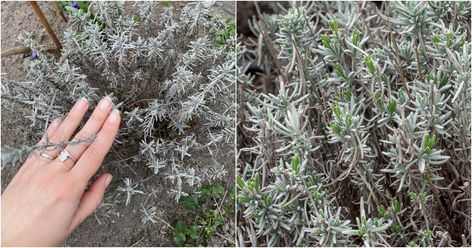 How To Prune Lavender In Spring & Fall - Big Blooms & Fewer Woody Stems Hosta Care, Lavender Hedge, Pruning Roses, Types Of Mulch, Lavender Plants, Growing Lavender, Gardening Zones, Garden Junk, Home Garden Plants